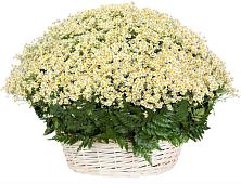 Цветочная композиция из Ромашки в корзине #REPLACE_PRED# Красавино